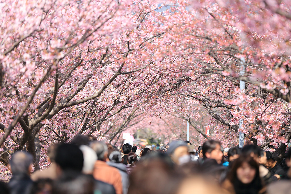 Haz hanami: cómo disfrutar de los cerezos en flor como un japonés | ESL